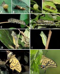 Attēlu rezultāti vaicājumam “Papilio machaon larva”