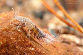 Attēlu rezultāti vaicājumam “Asellus aquaticus”