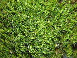 Attēlu rezultāti vaicājumam “Dicranum montanum sporophyte”