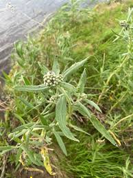 Attēlu rezultāti vaicājumam “Achillea salicifolia”