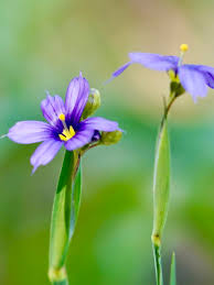 Attēlu rezultāti vaicājumam “Sisyrinchium montanum fruit”