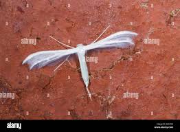 Attēlu rezultāti vaicājumam “Pterophorus pentadactyla”