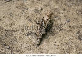 Attēlu rezultāti vaicājumam “Canephora hirsuta”