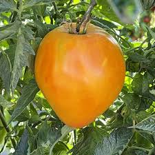 Afbeeldingsresultaat voor belarus orange tomato