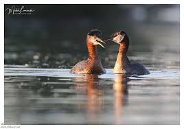 Attēlu rezultāti vaicājumam “Podiceps grisegena adult”
