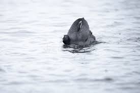 Attēlu rezultāti vaicājumam “Fulica atra adult”