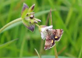 Attēlu rezultāti vaicājumam “Panemeria tenebrata”