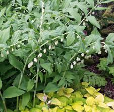 Attēlu rezultāti vaicājumam “Polygonatum multiflorum  flower”