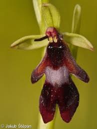 Attēlu rezultāti vaicājumam “Ophrys insectifera leaf”