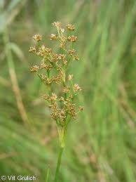 Attēlu rezultāti vaicājumam “Juncus capitatus fruit”
