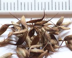 Image result for Geum urbanum