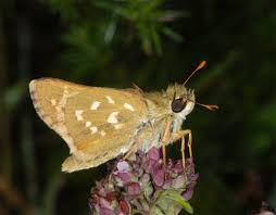 Attēlu rezultāti vaicājumam “Hesperia comma male”
