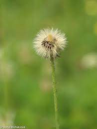 Attēlu rezultāti vaicājumam “Pilosella aurantiaca”