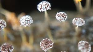 Attēlu rezultāti vaicājumam “Physarum viride var. aurantium spores”