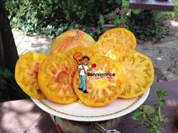 Afbeeldingsresultaat voor mortgage lifter bicolor strain tomato