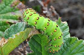 Attēlu rezultāti vaicājumam “Phalonidea permixtana”