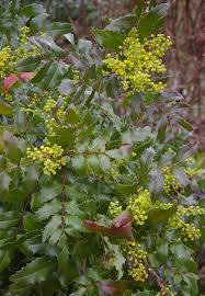 Attēlu rezultāti vaicājumam “Mahonia aquifolium bud”