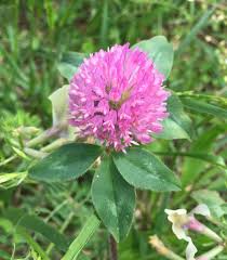Attēlu rezultāti vaicājumam “Trifolium pratense flower”