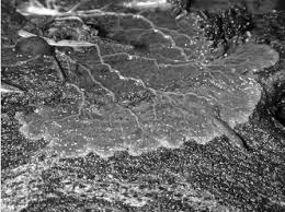 Attēlu rezultāti vaicājumam “Brefeldia maxima plasmodium”