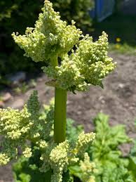 Attēlu rezultāti vaicājumam “Rheum rhabarbarum flower”