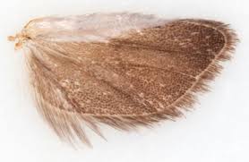 Attēlu rezultāti vaicājumam “Epinotia ramella”