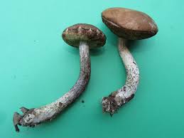 Attēlu rezultāti vaicājumam “Leccinum scabrum”