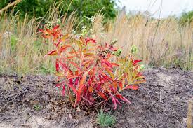 Attēlu rezultāti vaicājumam “Oenothera biennis leaf”