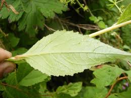 Attēlu rezultāti vaicājumam “Campanula latifolia leaf”