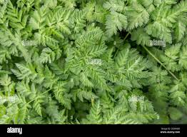 Attēlu rezultāti vaicājumam “Anthriscus sylvestris leaf”