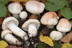 Attēlu rezultāti vaicājumam “Hygroamblystegium humile sporophyte”