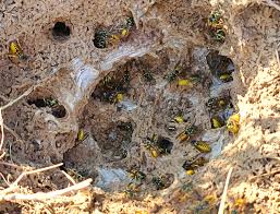 Attēlu rezultāti vaicājumam “Vespula germanica”