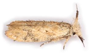 Attēlu rezultāti vaicājumam “Ypsolophidae”