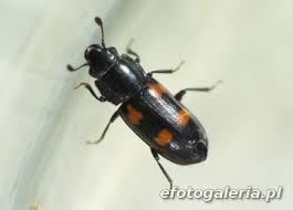 Attēlu rezultāti vaicājumam “Glischrochilus quadripunctatus”