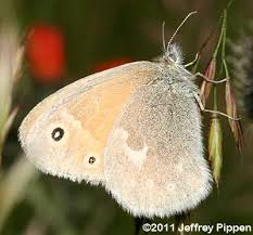Attēlu rezultāti vaicājumam “Coenonympha tullia”