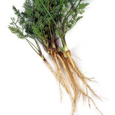 Attēlu rezultāti vaicājumam “Daucus carota subsp. carota fruit”