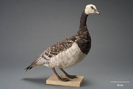 Attēlu rezultāti vaicājumam “Branta leucopsis”