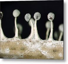 Attēlu rezultāti vaicājumam “Didymium sp.”