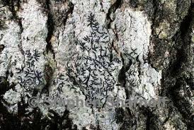 Attēlu rezultāti vaicājumam “Graphis scripta”