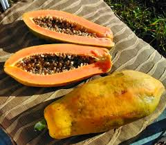 Image result for Carica papaya
