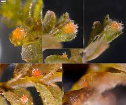 Attēlu rezultāti vaicājumam “Octosporella jungermanniarum”