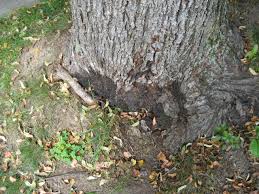 Attēlu rezultāti vaicājumam “Kretzschmaria deusta”