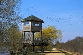 Attēlu rezultāti vaicājumam “Anser serrirostris”