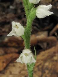Attēlu rezultāti vaicājumam “Goodyera repens bud”