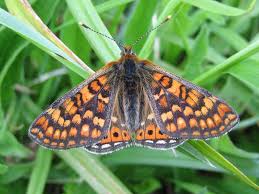 Attēlu rezultāti vaicājumam “Euphydrias aurinia”