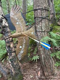 Image result for Row Brow Field Archery