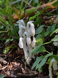 Image result for ギンリョウソウ