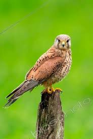 Attēlu rezultāti vaicājumam “Falco tinnunculus adult”