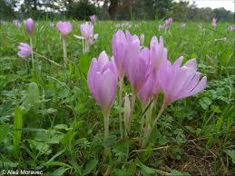 Attēlu rezultāti vaicājumam “Colchicum autumnale”