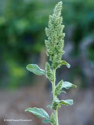 Attēlu rezultāti vaicājumam “Amaranthus retroflexus leaf”