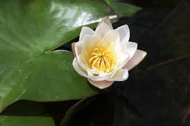 Attēlu rezultāti vaicājumam “Nymphaea candida flower”